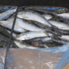 Sardine - Image 4