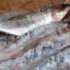 Sardine - Image 5