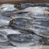 Sardine - Image 9