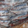 Sardine - Image 6