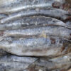 Sardine - Image 10