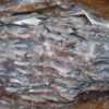 Sardine - Image 8