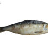 Sardine