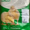 Miette Poussin