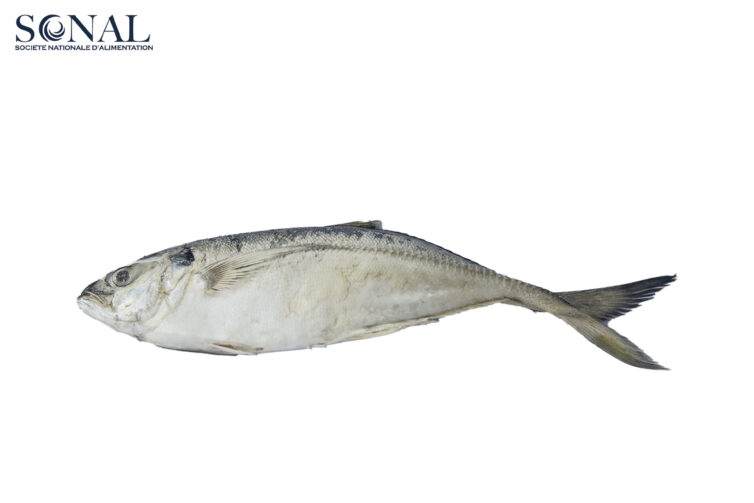 Scad Yellowtail